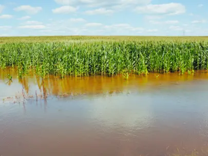 Flooded cornfield in Iowa.
